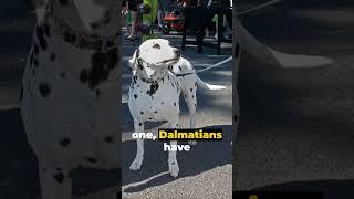 Dalmatian A Few Unusual Facts About Them #DalmatianDogs #DogBreeds #SpotTheDalmatian