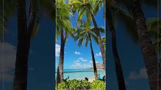 Waikiki Beach ️ Kuhio Beach Park  Hawaii John #Shorts