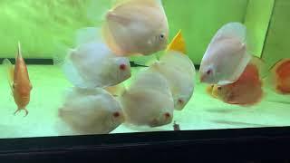 Cá Đĩa Lam Albino - Vàng Albino - Đỏ Albino size 10cm 922020