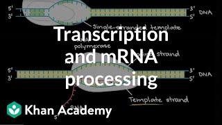 Transcription and mRNA processing  Biomolecules  MCAT  Khan Academy