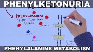 Phenylketonuria  and its metabolism