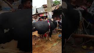 জগন্নাথপুর বাজারে বিশাল বিশাল গরু। #cowvideos#cow#market#bigcow#fyp#viral#