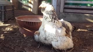 Mother Hen with Chicks Under Her Wings