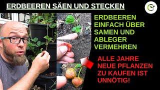 Erdbeeren vermehren mit Samen und Ablegern - Einfach selbst machen statt neue Pflanzen zu kaufen