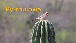 Pyrrhuloxia Desert Cardinal