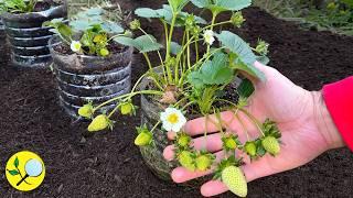 Transform your Strawberry Crop Avoid ants and Increase your Production