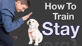 How to Teach your Dog to Stay in 3 Steps Force Free