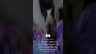 Meowsterpieces of Wisdom 5 Siamese Cat Quotes