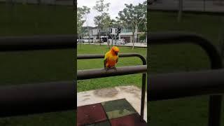 burung kakak tua