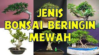 JENIS BONSAI BERINGIN YANG BAGUS UNTUK MENGHIASI RUMAH