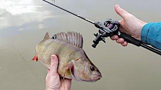 Best rod for perch fishing? PureLure Zero tested