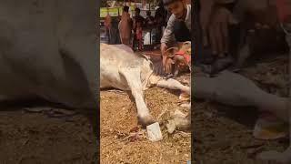  #music #cover #song #love #coversong #bakramandi #cow #cattlemarket #viral #goat