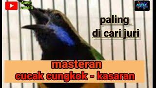 Masteran cucak cungkok kasaran buat cucak ijo dan murai batu ...