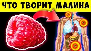 Вот что Малина сделает с Вами если есть её каждый день Польза и вред Малины