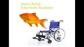 ABDde Japon Balığına Tekerlekli Sandalye Yapıldı