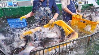 The whole Process of an Amazing Salmon farm  Korean food