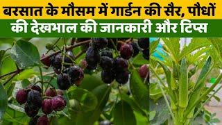 बरसात के मौसम में गार्डन की सैर पौधों की देखभाल की जानकारी और टिप्स  Garden Tour In Rainy Season