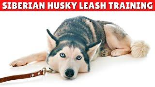 How To Train Your Husky To Walk Off Leash  Easy And Effective