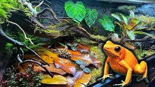 Poison Dart Frog Bioactive Vivarium Build Step By Step Terribilis