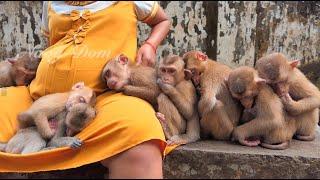 Baby Angela & others sleep soundly in line nearby mom KT wait her give milk everyone looks starving