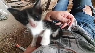 Curious kitten refuses to be recorded