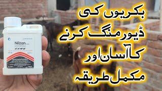 deworming for goats  bakri ki deworming Karne ka tarika  بکریوں کی ڈیورمنگ کا طریقہ  Bakriwala