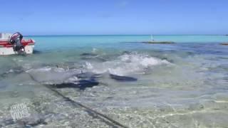 Giant Trevally Fish Confronts  On The Prowl