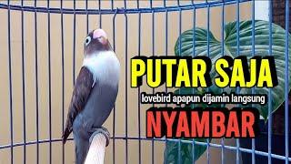 Lovebird Ngekek Panjang ini PALING AMPUH Pancing Emosi Lawan Labet apapun dijamin Langsung NYAUT