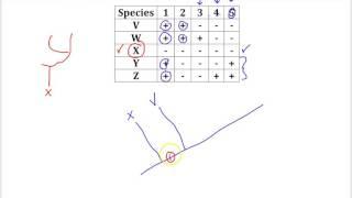 Cladogram Practice Problem