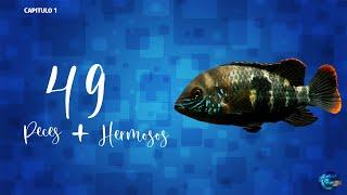 Los 49 Peces Más Hermosos Del Mundo Parte 1