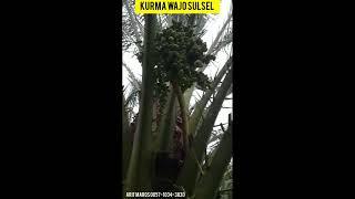 Review Buah kurma d KEBUN KURMA WAJO SULAWESI SELATAN