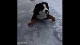 patinaje sobre hielo perruno