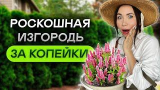 САМЫЕ ДЕШЕВЫЕ кустарники для живой изгороди ЛЕГКО и ПРОСТО