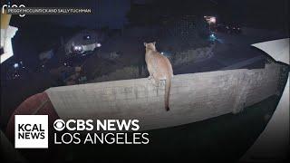 Mountain lion spotted resting on Agoura Hills fence