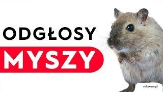 Odgłosy myszy