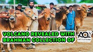 The Great VOLCANO Revealed with Complete Brahman Collection of AQ Cattle Farm