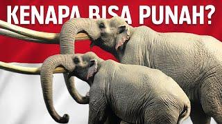 Mengapa Gajah Purba Ini Bisa Punah Dari Indonesia?  #BelajarDuniaPurba