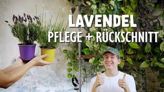 Lavendel erfolgreich pflegen & vermehren  Die BESTEN Tipps für Balkon und Garten 