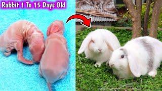 Rabbit Kits growth series 1 To 15 Days Old  White Baby Rabbits Grow Up #cute #pets