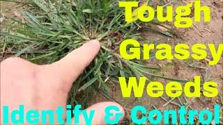 Grassy Weeds - Identify and Control Crabgrass Dallisgrass Goosegrass and More