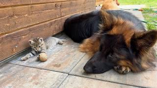 German Shepherd falls in love with Tiny Kittens