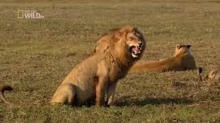 Best lion laughing compilation - Try not to laugh