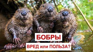 БОБР Beaver. Энциклопедия дикой природы