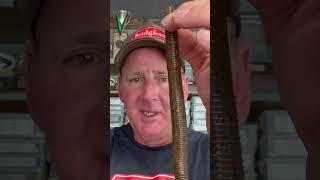 Hog Catching Stickbait