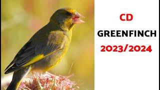 Teaching Your Greenfinch to Sing Complete Guide 2023-2024  2 Hours of Training