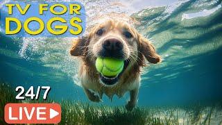 LIVE Dog MusicDog Calming MusicAnti Separation Anxiety MusicRelaxing Music for Dog Sleep