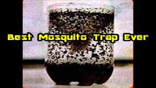 DIY Best Mosquito Trap Ever