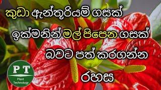 කුඩා ඇන්තූරියම් ගහක් ඉක්මනින් මල් හැදෙන ගහක් බවට පත් කරමු - How to get flowering anthurium plant.