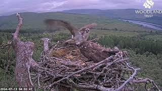 Louis the Loch Arkaig Osprey reaffirms his bond with Dorcha with a mating attempt 13 Jul 2024