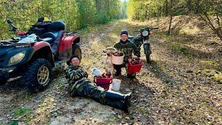 ПОЕЗДКА ЗА КЛЮКВОЙ ГРИБОВ НЫНЧЕ ВАЛОМ ХОТЬ С ТЕЛЕГОЙ ПРИЕЗЖАЙ. ОБЗОР НОВОГО ПЛАЗМОРЕЗА.